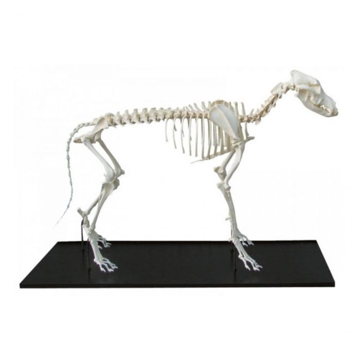 in de rij gaan staan Beenmerg aanval Hond skelet gemonteerd middelgroot | FysioSupplies.nl